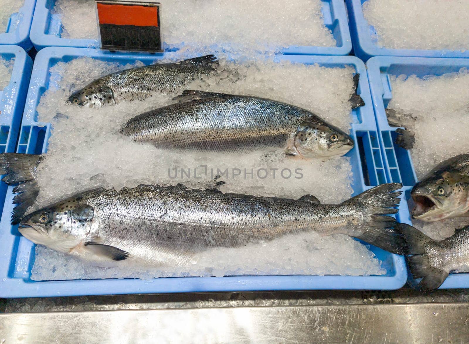 Whole atlantic salmon displayed on the counter of a fishmonger. Preserved in ice flakes