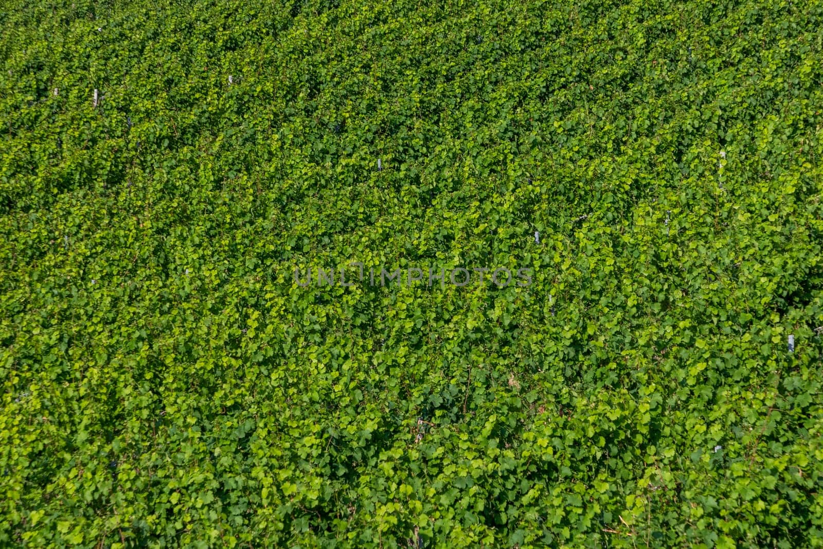 scenic green background of vineyard in the Mosel area