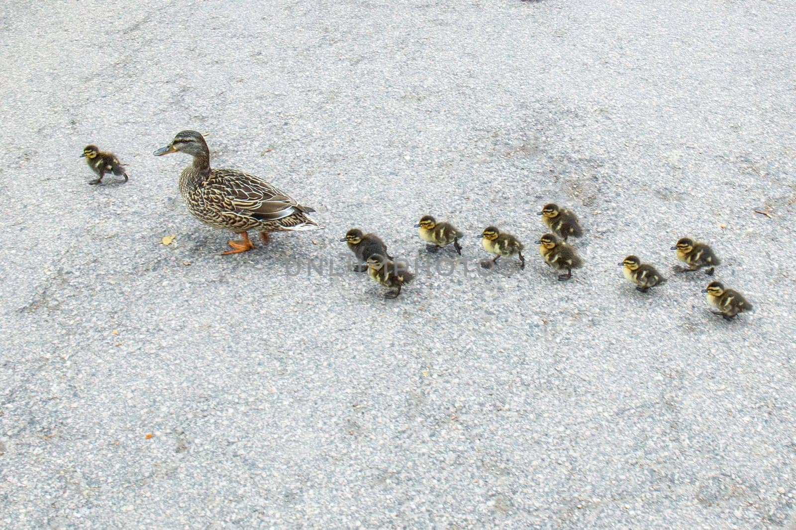 duck family with small chicks crossing a pedestrian way