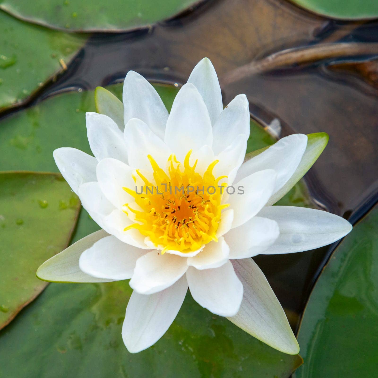 beautiful blooming white water lily in the lake