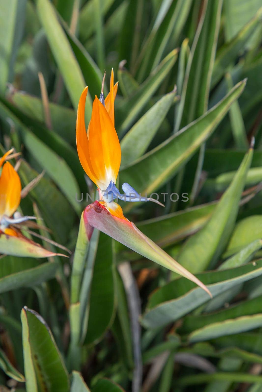 scenic bird of paradise flower - strelicia - in morning light
