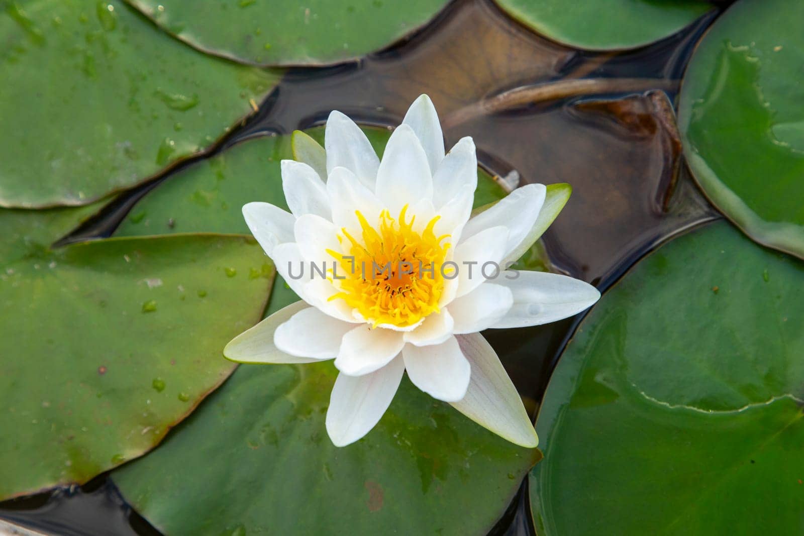 beautiful blooming white water lily in the lake