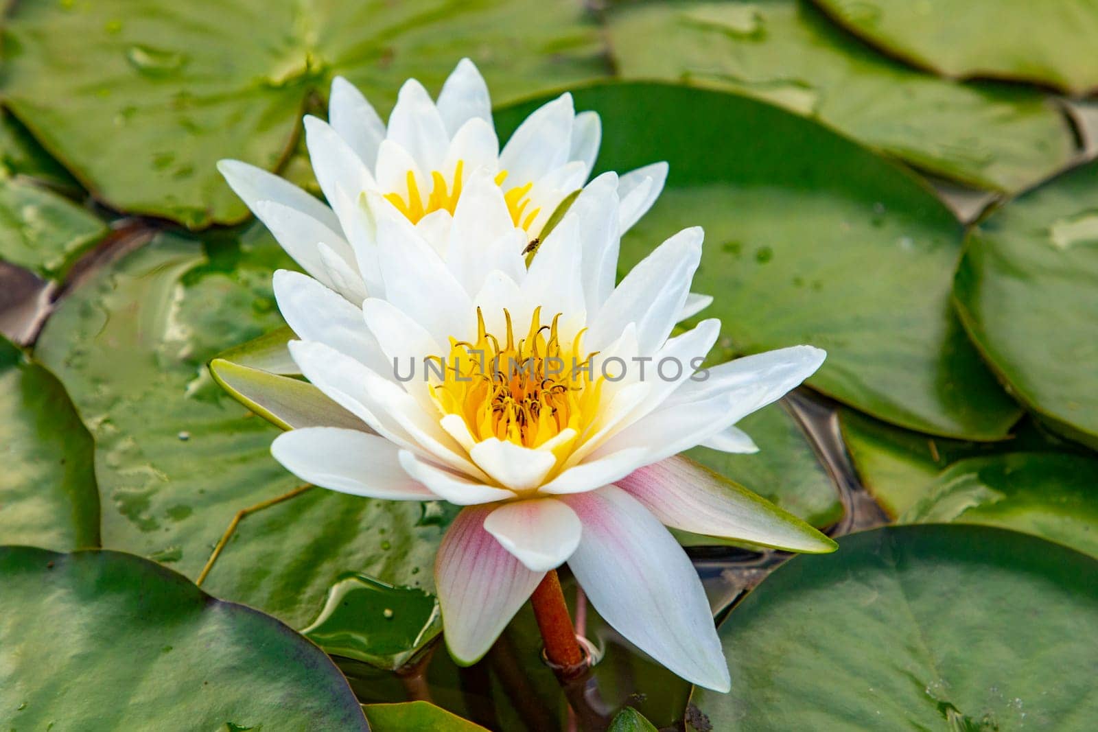 beautiful blooming white water lily in the lake