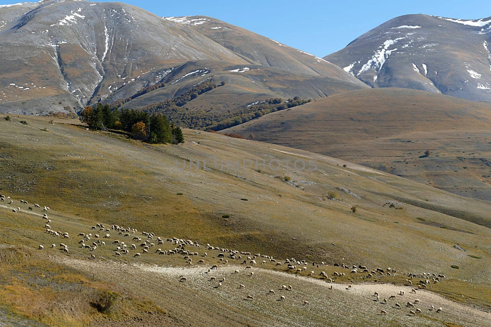 sheeps grazing at the meadow in the Alps region sibilian mountains, Italy