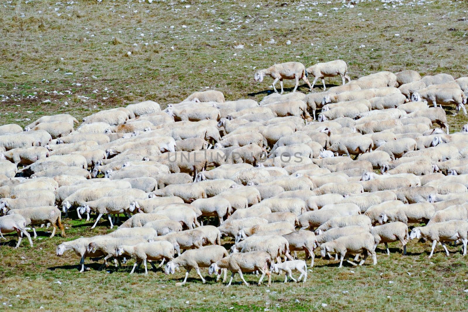 sheeps grazing at the meadow in the italian Alps, Italy