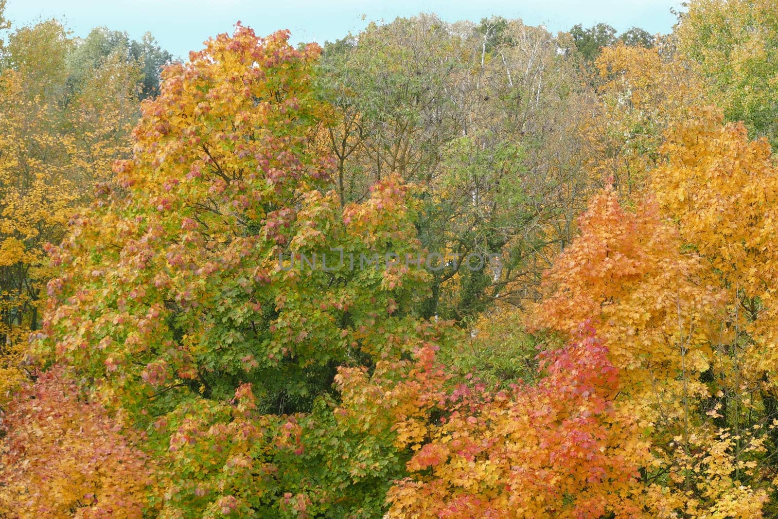 many trees in bright indian summer colors