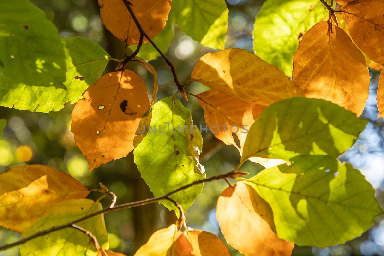 detail of leaves at the tree in autumn color