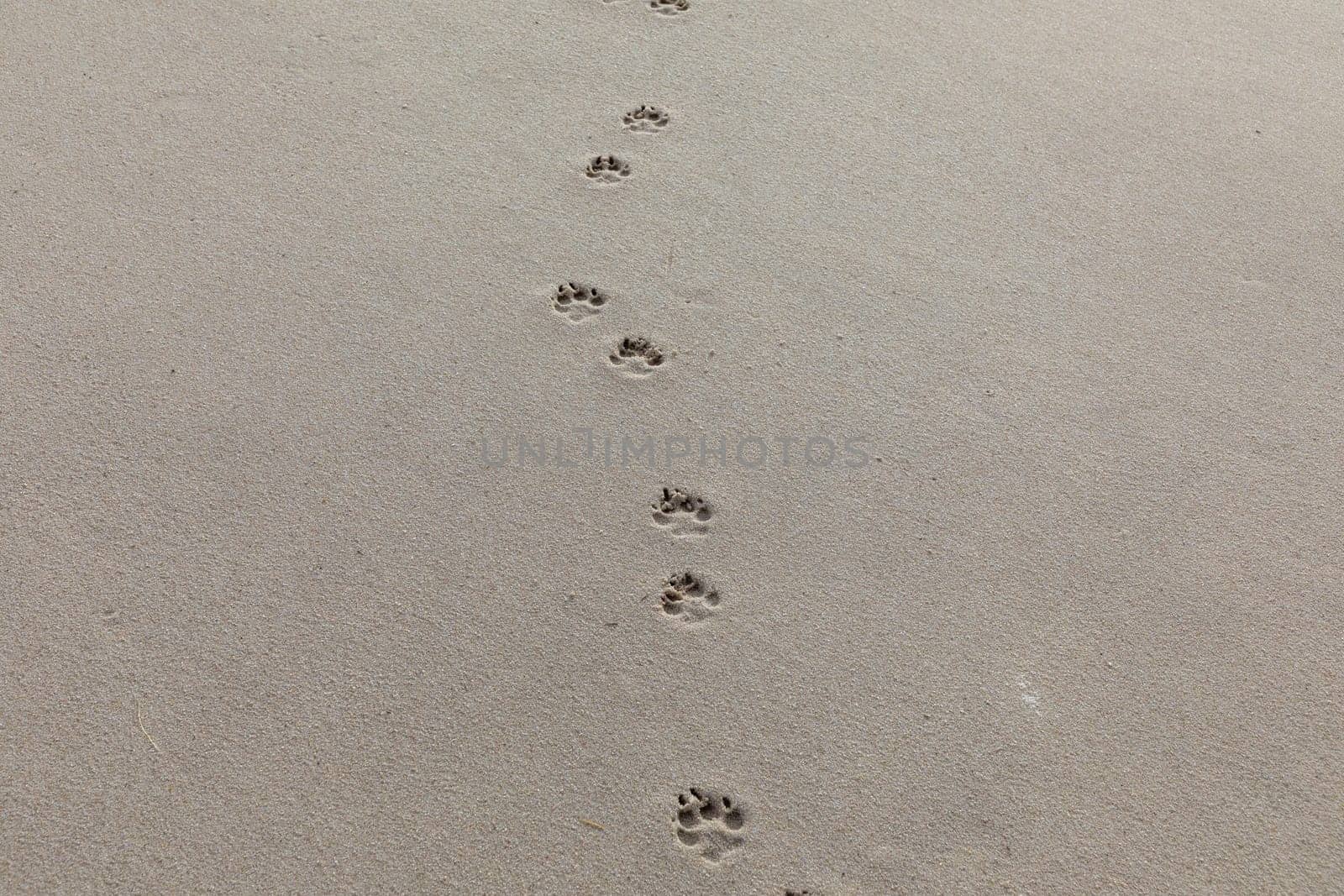 footprint of a dog at the sandy beach in Sylt