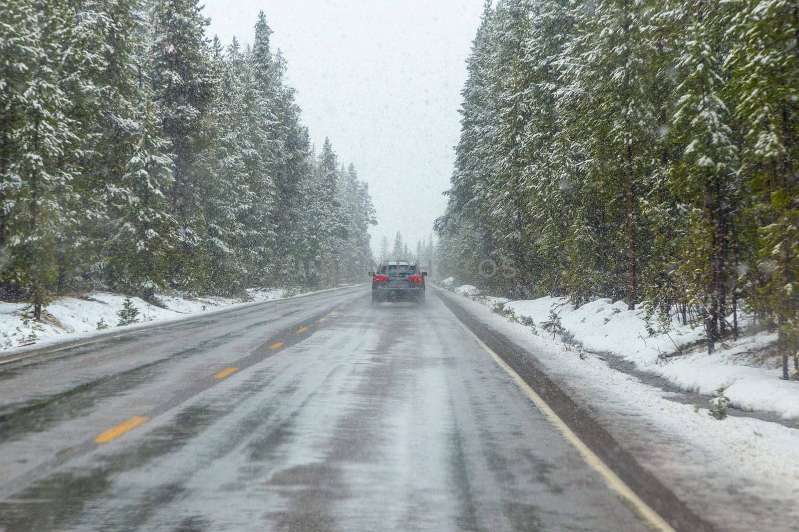 car driving in snowfall in winter thru the Yellowstone national park , USA