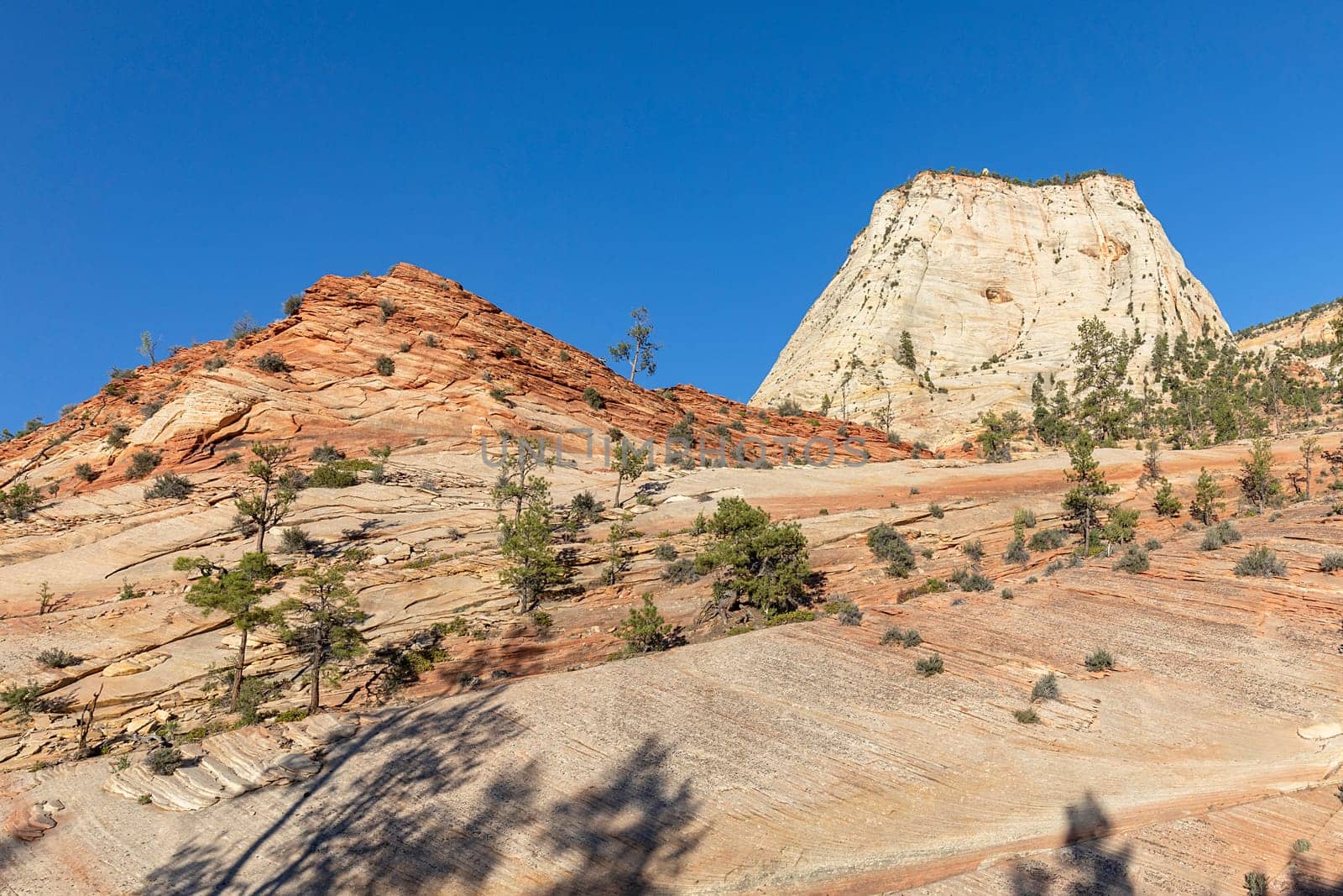 scenic mountain landscape in the zion national park, Utah, USA