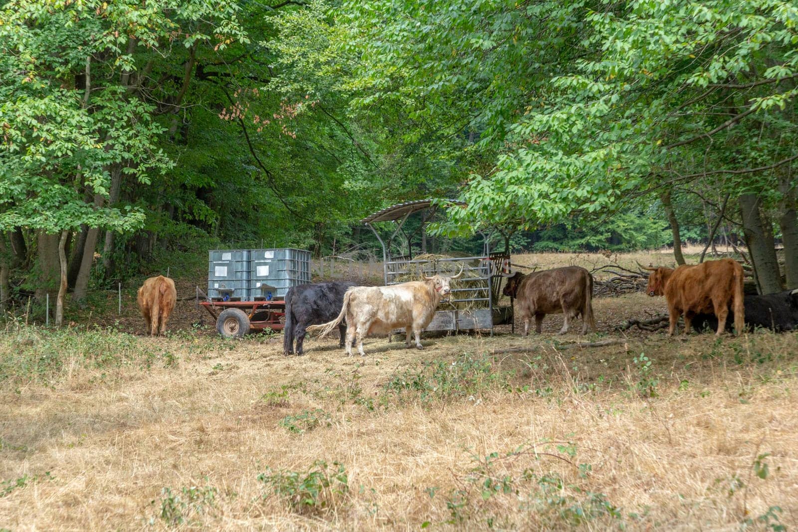Free range cows grazing at the meadow in rural landscape with forest
