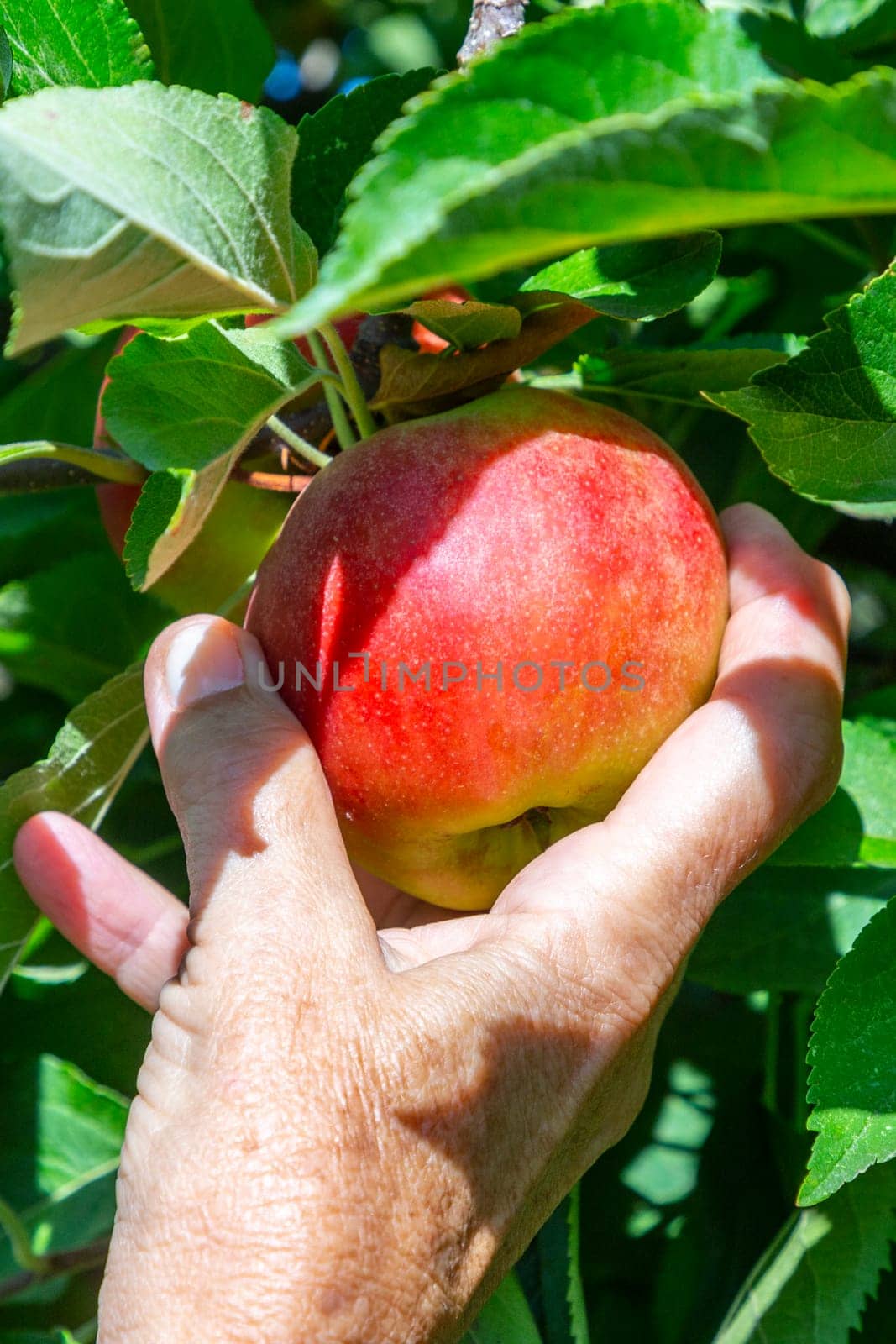 picking delicious Elstar and Gala apples at the apple tree under blue sky