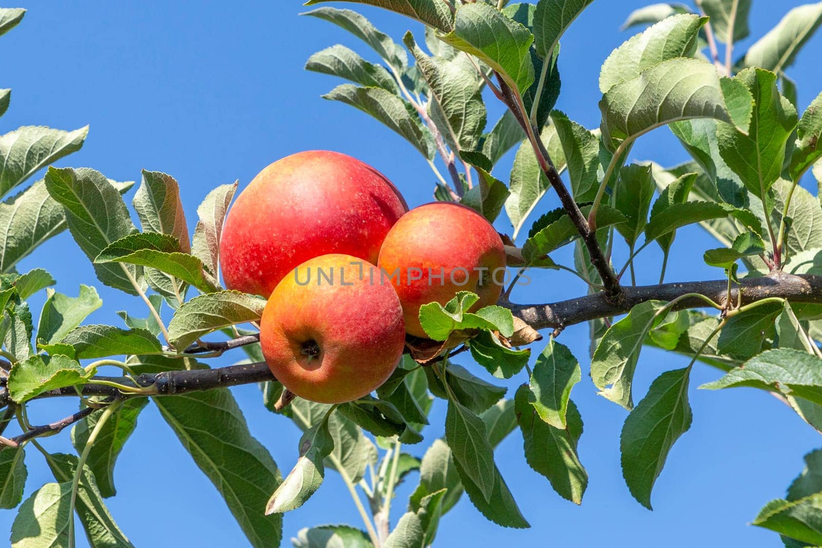 delicious Elstar and Gala apples at the apple tree under blue sky