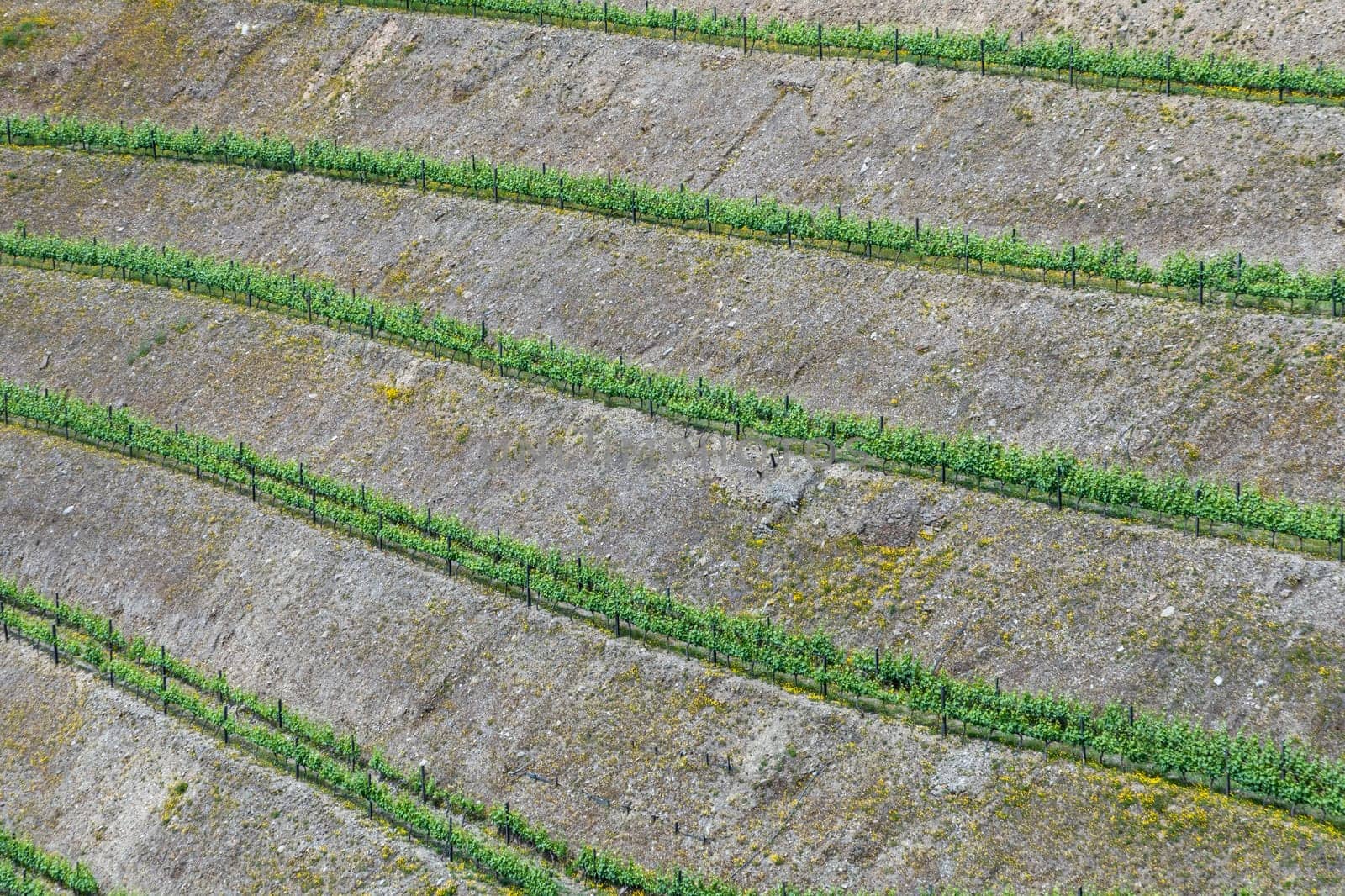 in northern Portugal near Braga small vineyards in terrace organisation cover the area in the landscape,Portugal