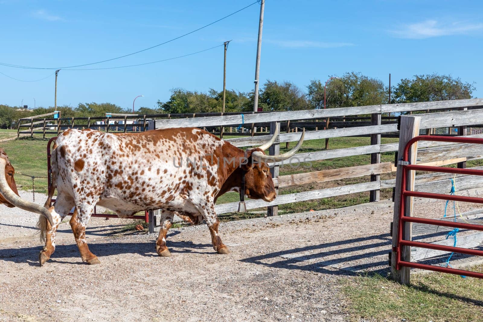 longhorn cow leaves the the gate at stockyards in Fort Worth, Texas, USA