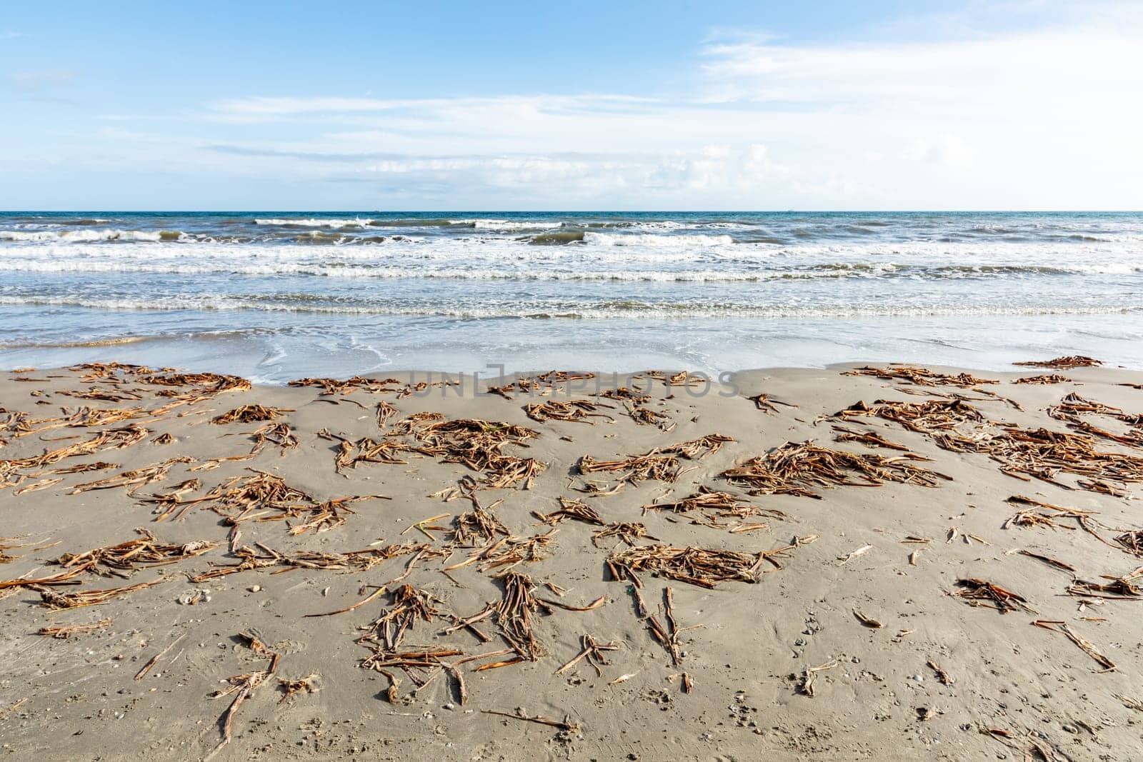 low tide beach at Galveston, Texas, USA with plants driven to the beach by the sea, Texas, USA