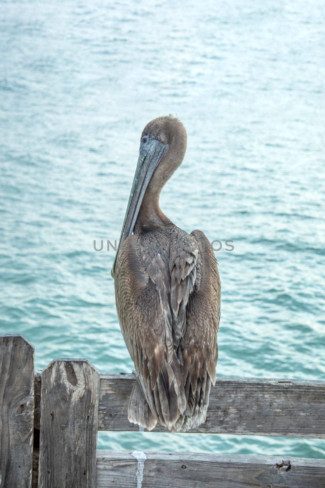 pelican sitting on a wooden fence and watching the ocean in Texas, USA