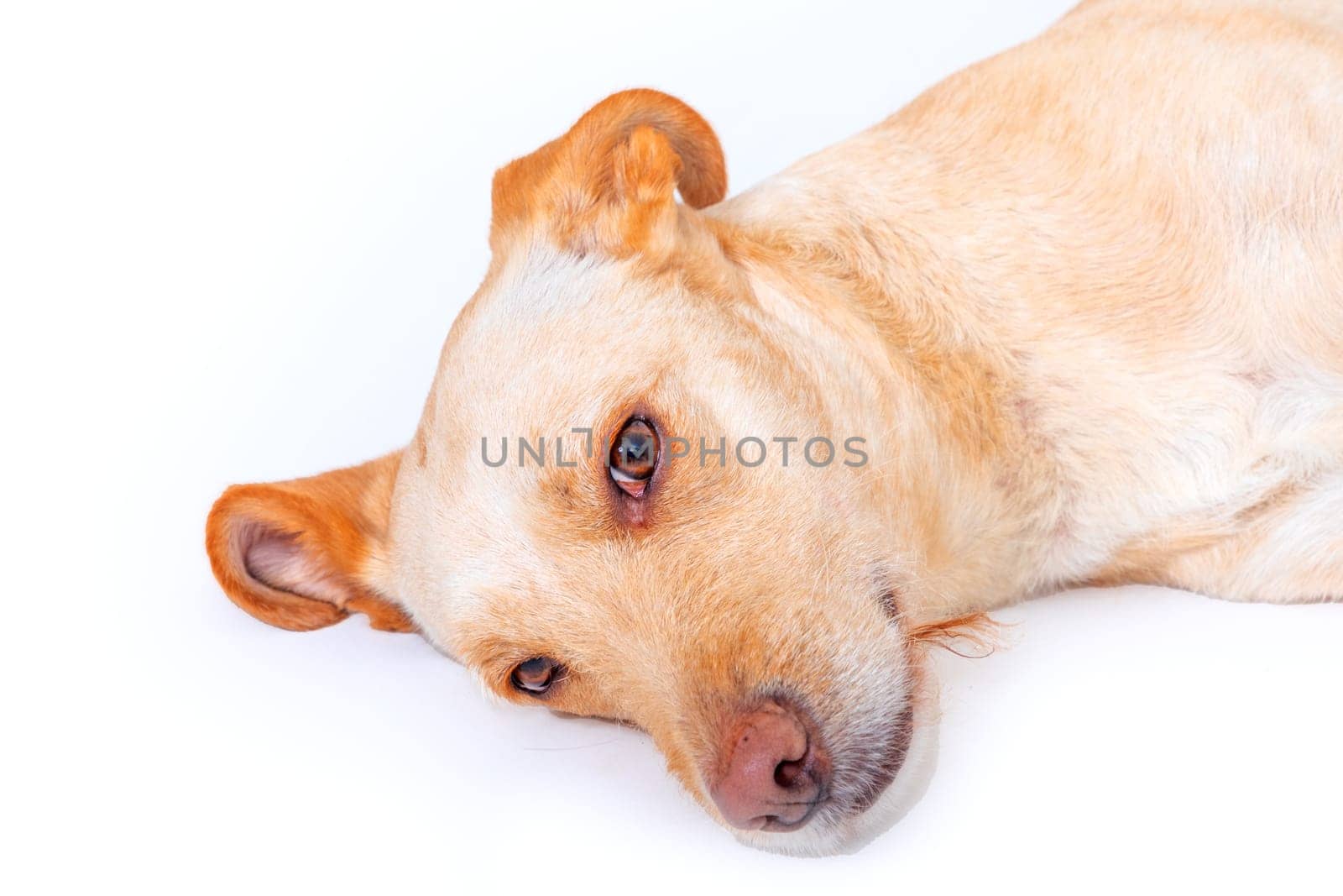 portrait of cute young labrador dog