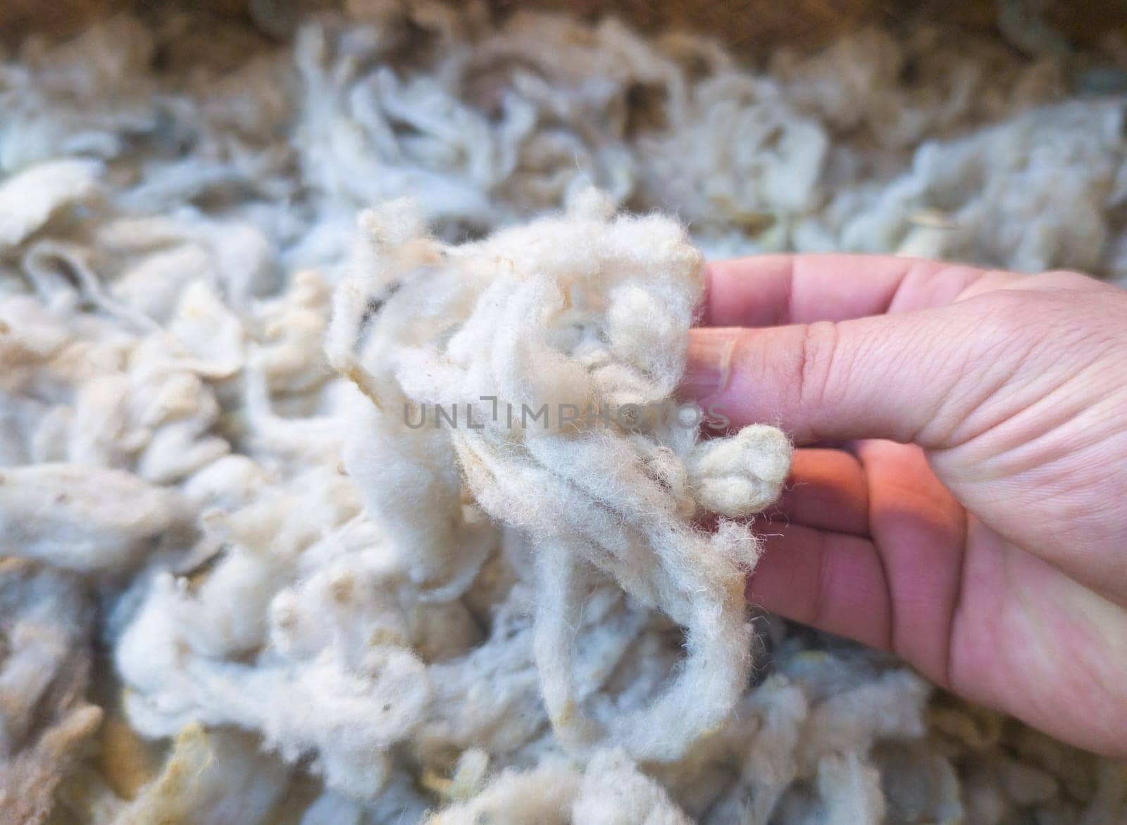 Mature mans hand touching a lock of freshly sheared wool. Raw wool of the fleece from sheeps