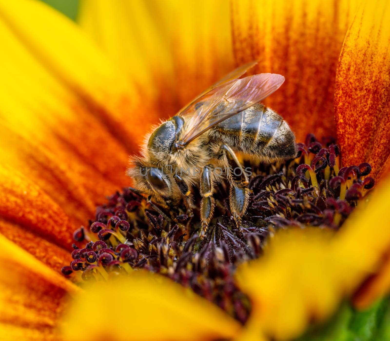 Bee pollinating in a yellow flower blossom