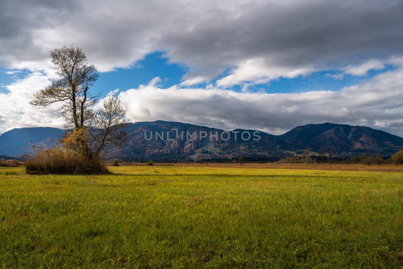 Murnauer Moos bog in Bavaria (Germany)