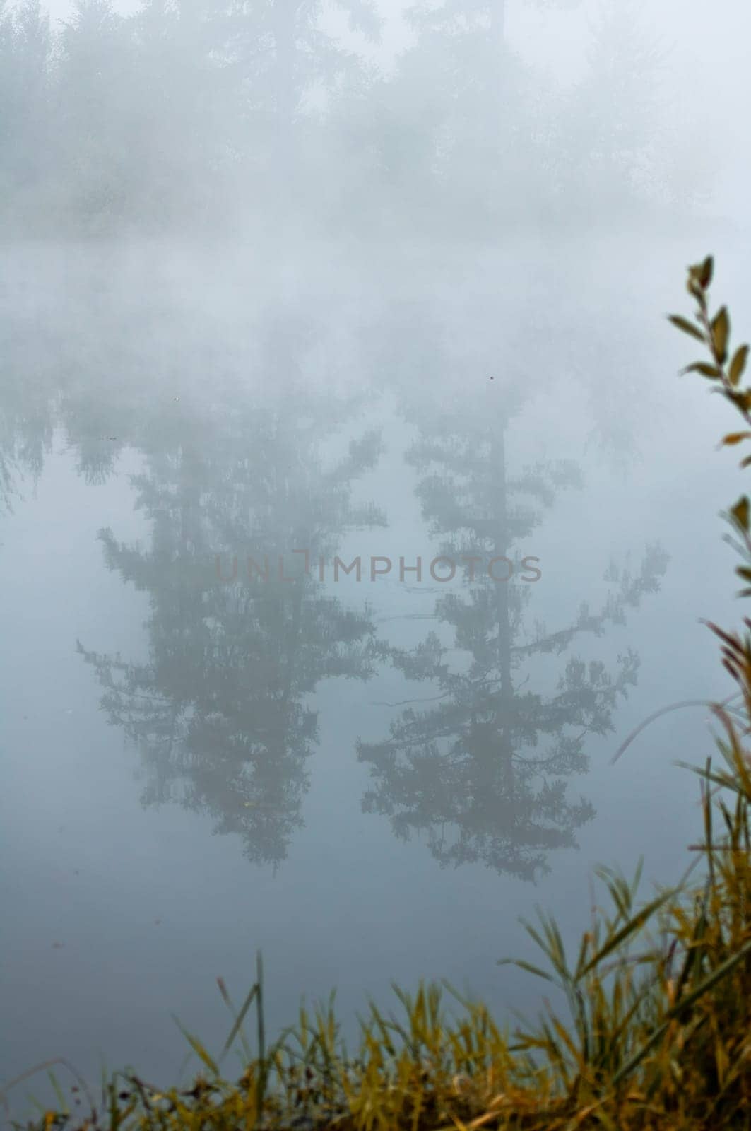 Natural landscape. The grass, the trees on the shore of a lake or river. Reservoirs in the wild.
