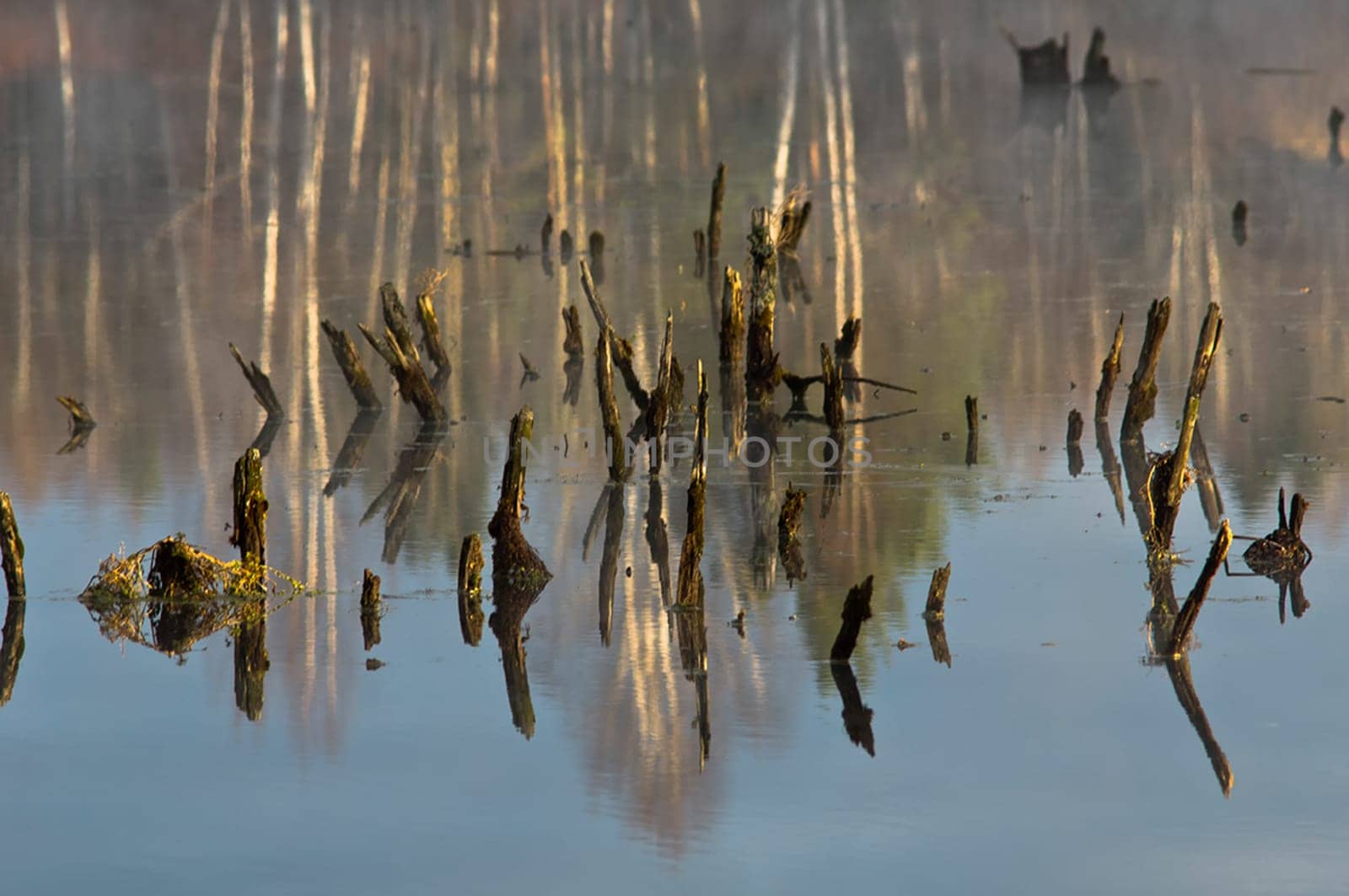 Natural landscape. The grass, the trees on the shore of a lake or river. Reservoirs in the wild.