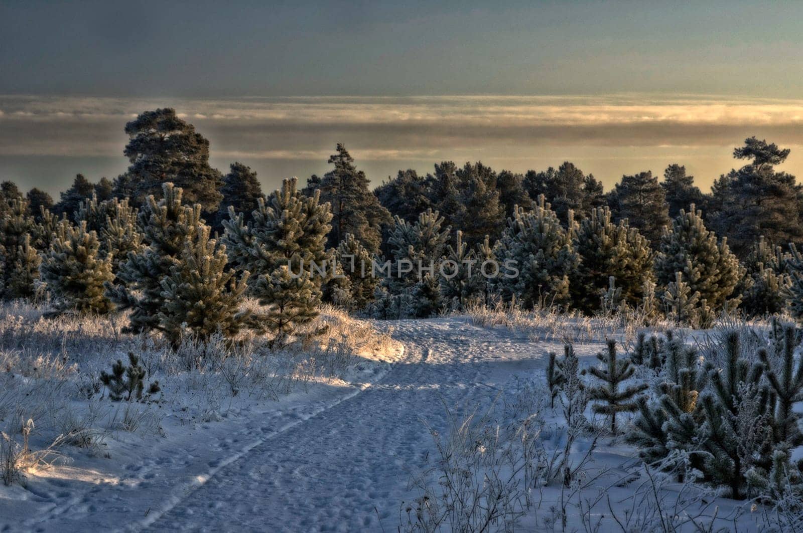 Winter landscape. Trees in the snow. Snow and frost.