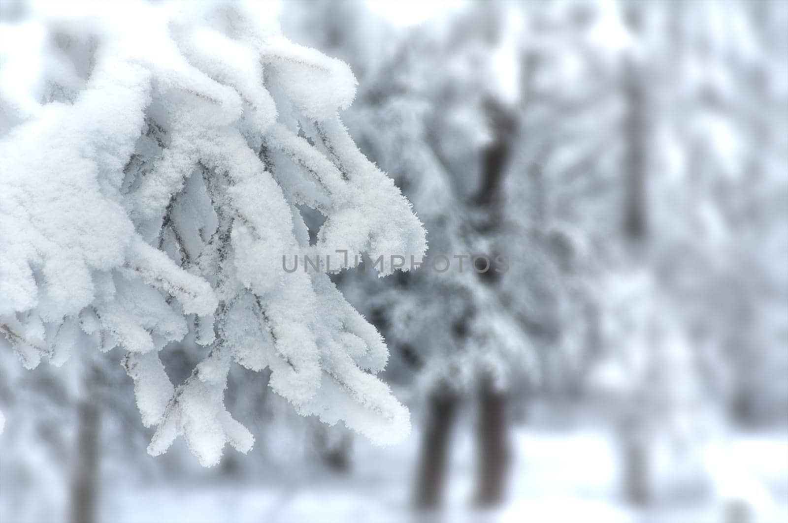 Winter landscape. Trees in the snow. Snow and frost.