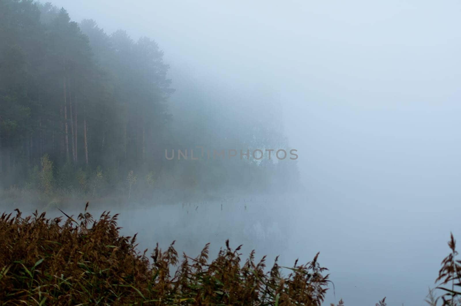 Natural landscape. The grass, the trees on the shore of a lake or river. Reservoirs in the wild.
