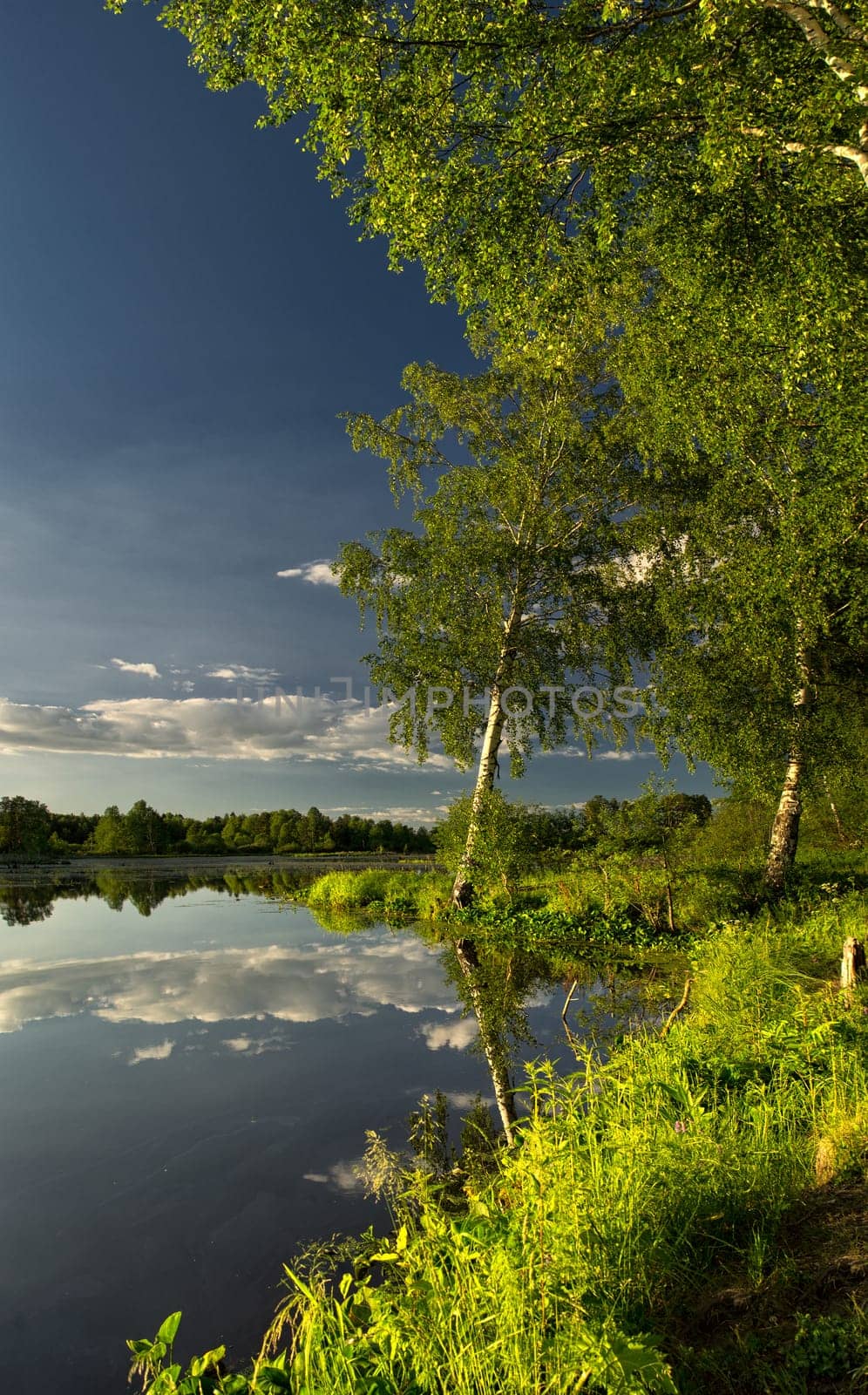 Natural landscape. The grass, the trees on the shore of a lake or river. Reservoirs in the wild.