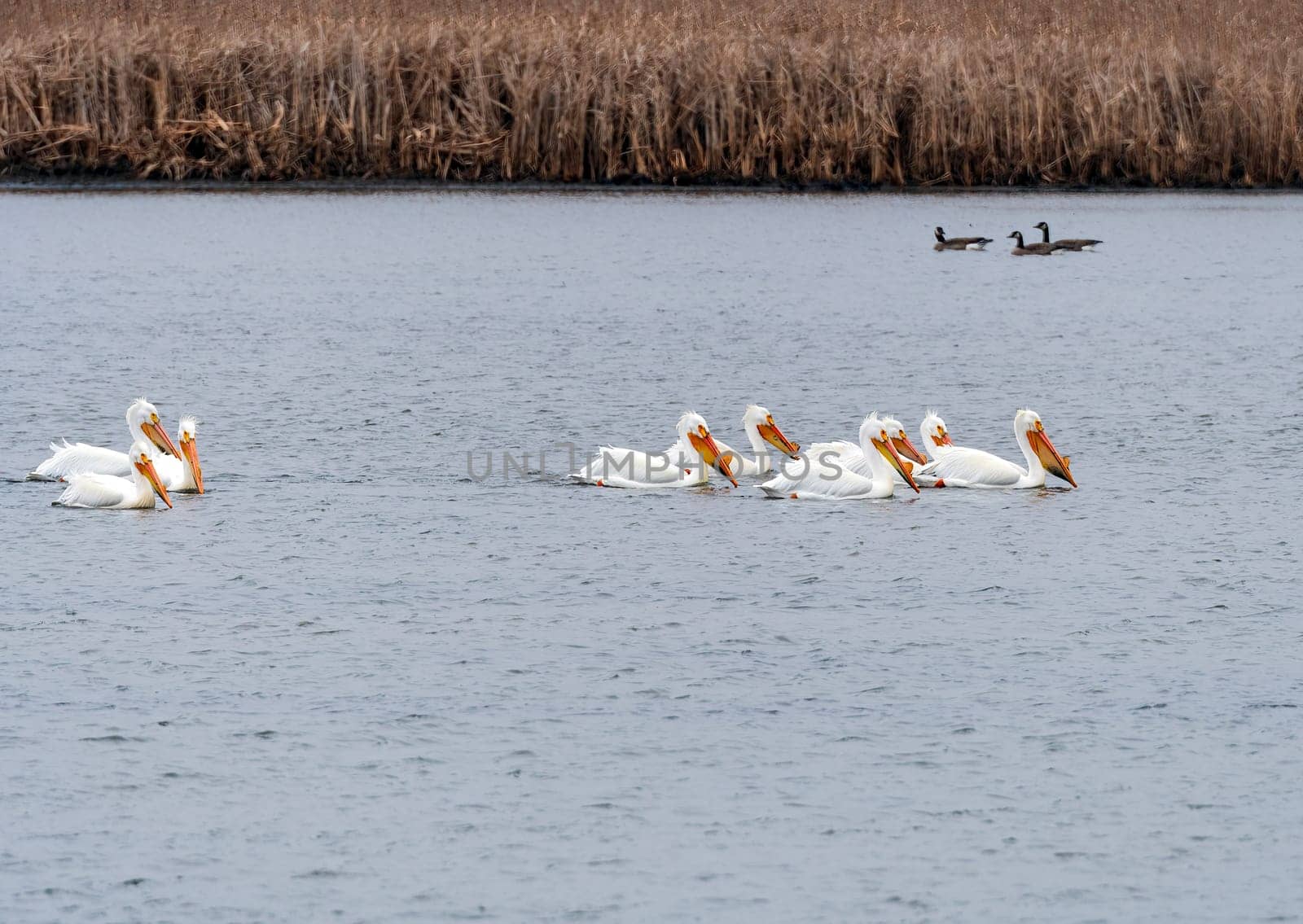 A Large Group of White Pelicans in a Pond in the Horicon Marsh in Wisconsin