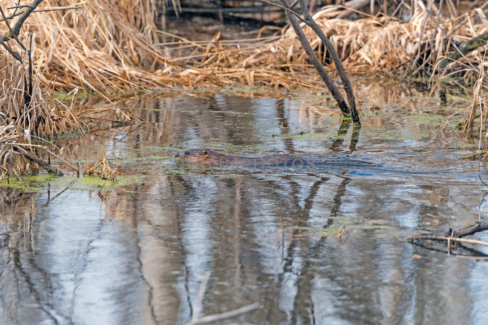 A Young Beaver Swimming in a Marshland in the Trempealeau National Wildlife Refuge in Wisconsin