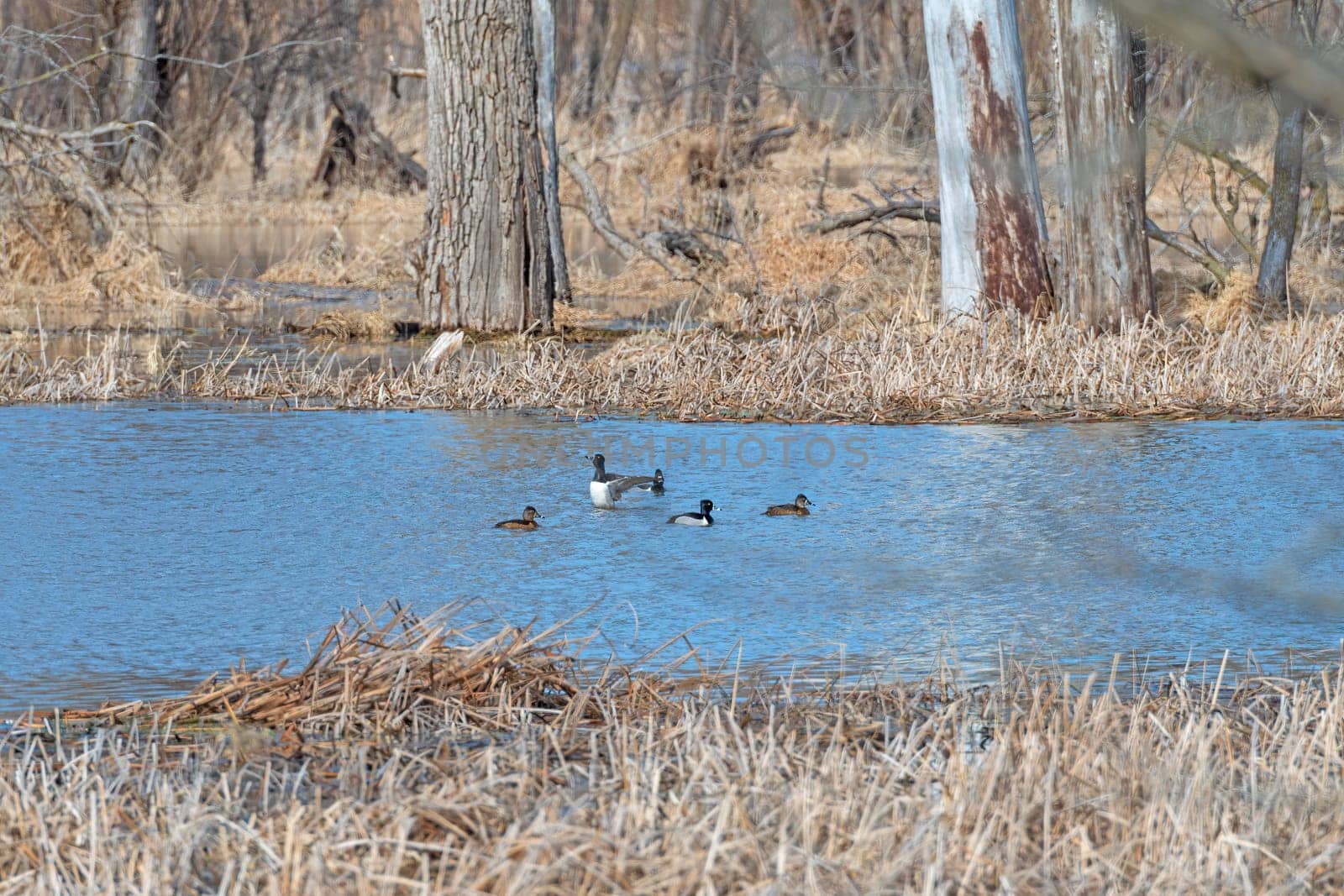 Ring Necked Ducks in a Mississippi River Backwater Bayou in the Trempealeau National Wildlife Refuge in Wisconsin