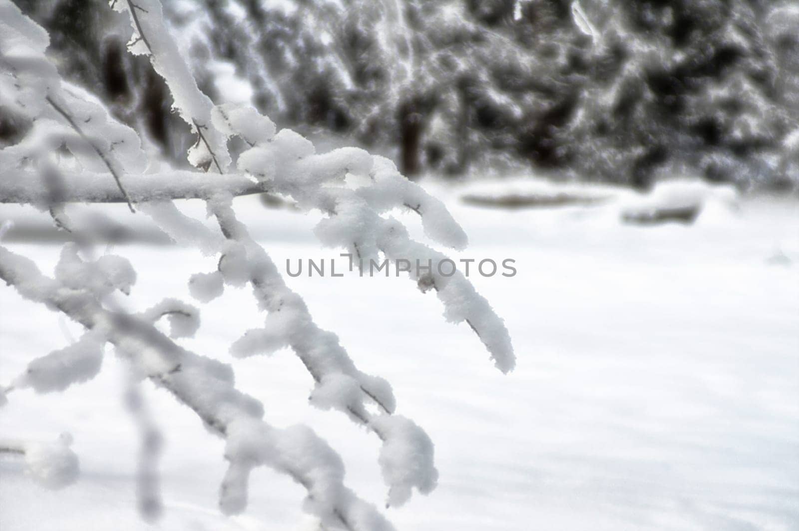 Winter landscape. Trees in the snow. Snow and frost.