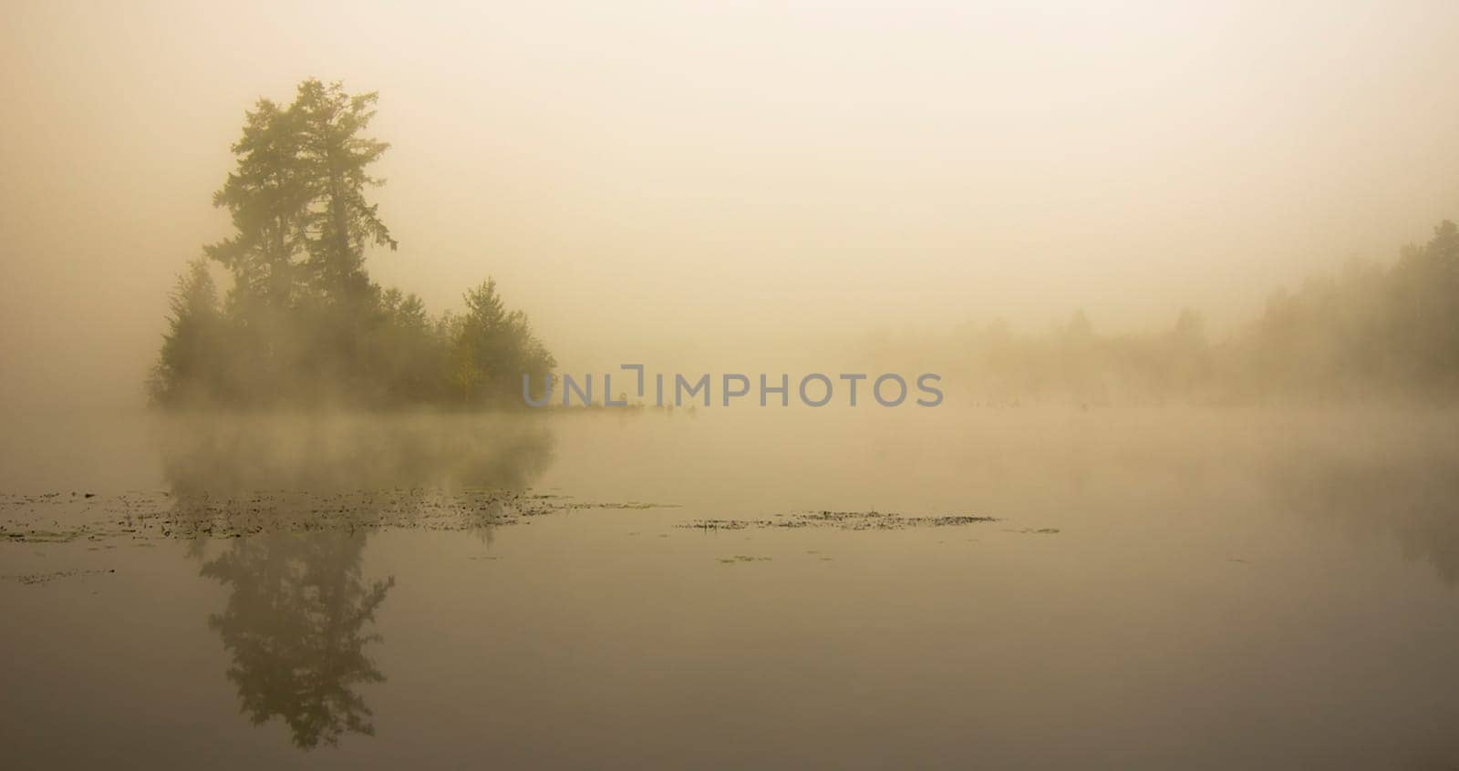 Natural landscape. The grass, the trees on the shore of a lake or river. Reservoirs in the wild.