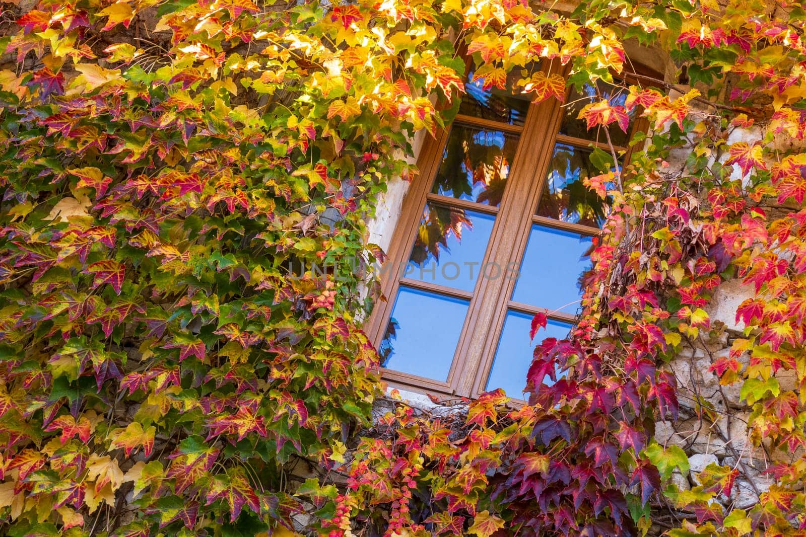 Window surrounded by ivy vine with autumn colors facade