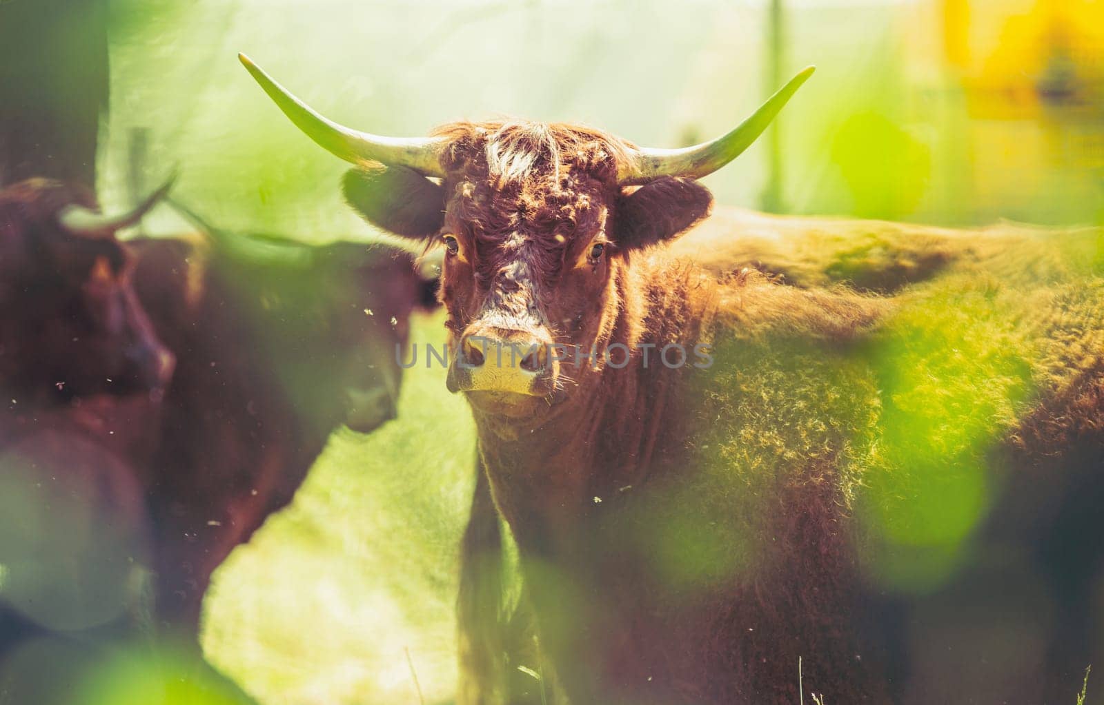 Red Salers cows observed through enlighted foliage, a real creative traditionnal photography of cattle