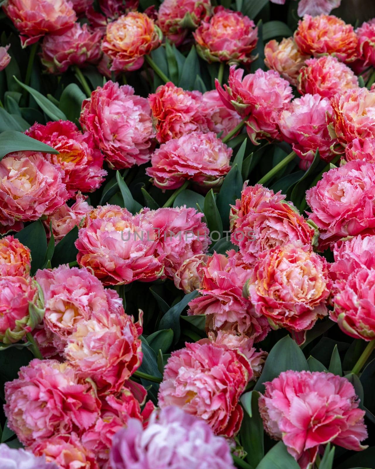 White and red tulip called Chique Elegance, Crispa group. Tulips are divided into groups that are defined by their flower features