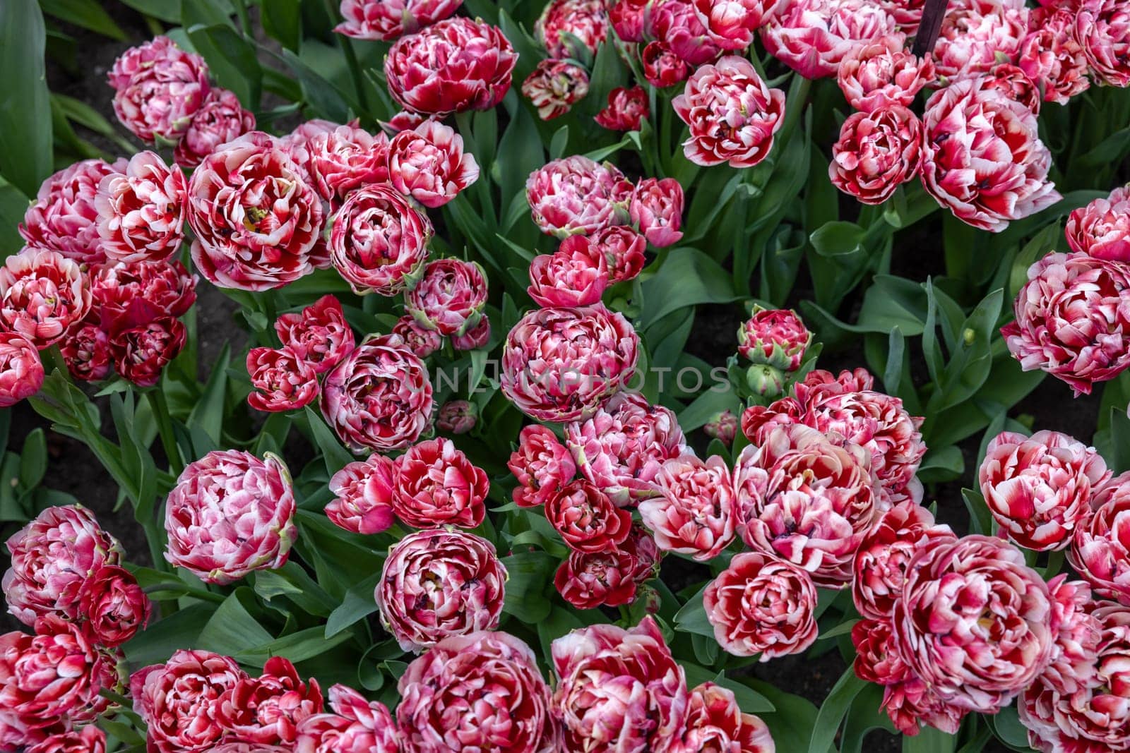 White and red tulip called 530-SL-05-3. Double Early group. Tulips are divided into groups that are defined by their flower features