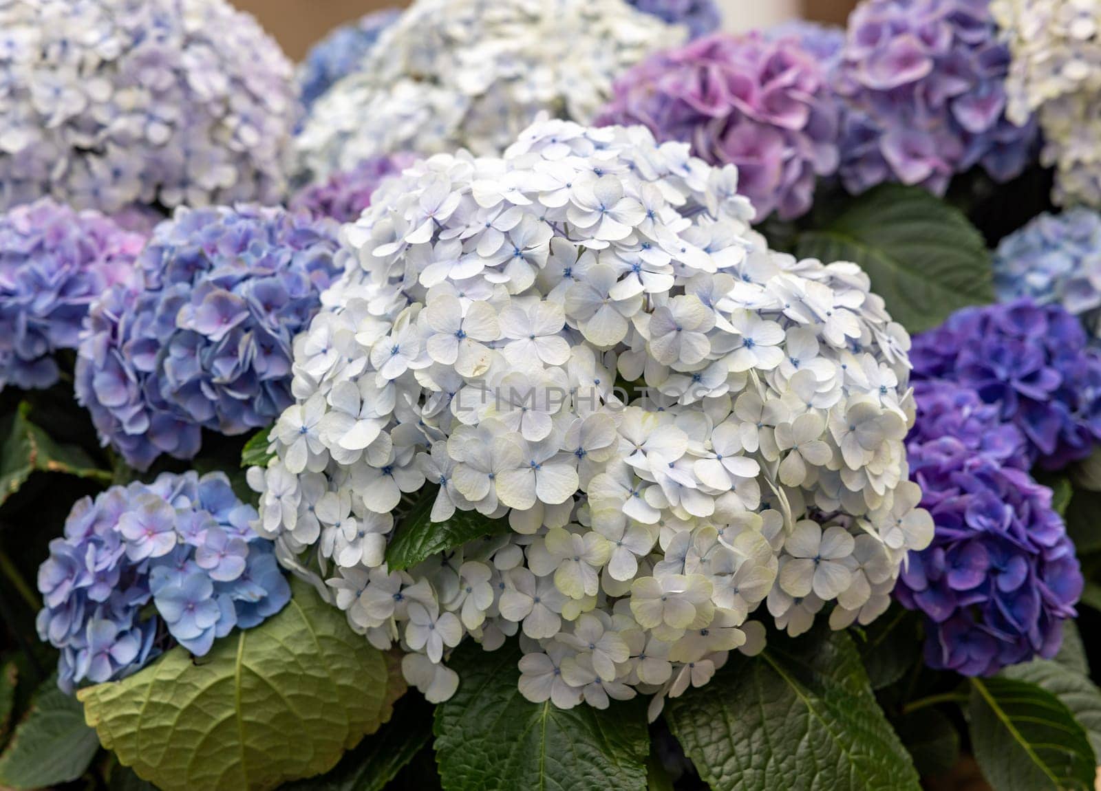 closeup of a beautiful white and blue hydrangea in garden