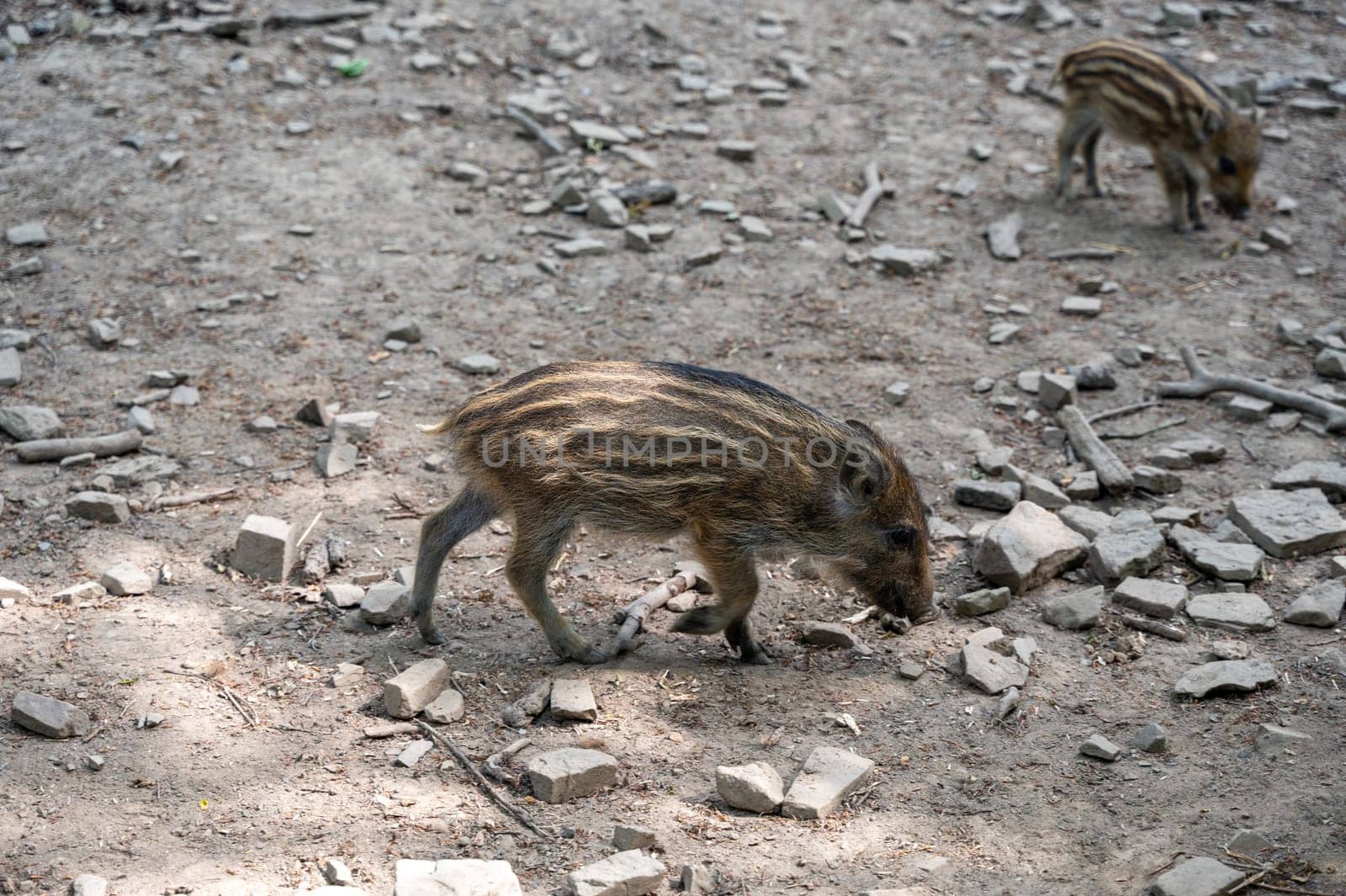 Wild boar baby ( Sus scrofa ) in a forest