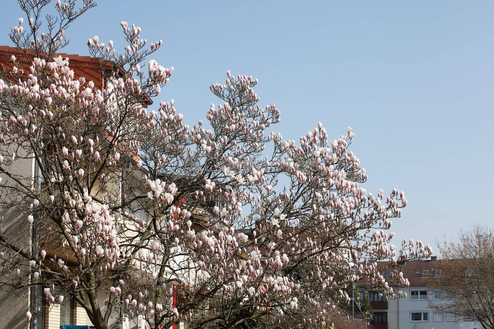 Residential building in spring with magnolia blossom, terraced houses, apartment buildings, Bremen, Germany