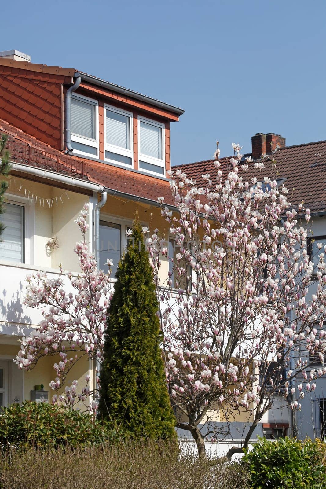 Residential building in spring with magnolia blossom, terraced houses, apartment buildings, Bremen, Germany
