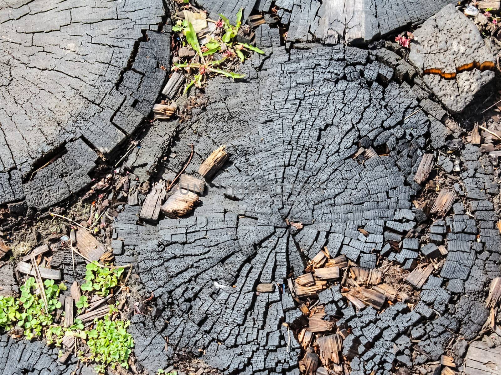 Burnt stump of an old tree. Black Embers of a Stump. Burnt stump of an old tree. Black Embers of a Stump.