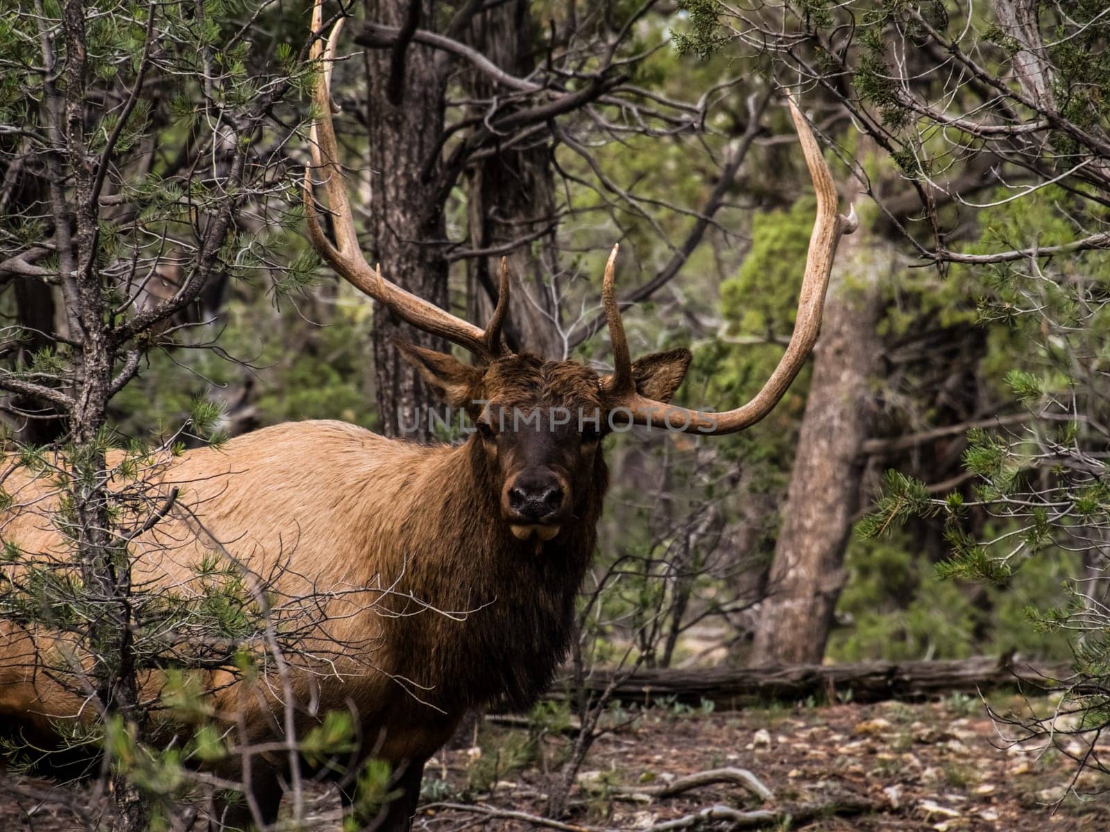 Reindeer walks through the forest tundra. North animal deer.