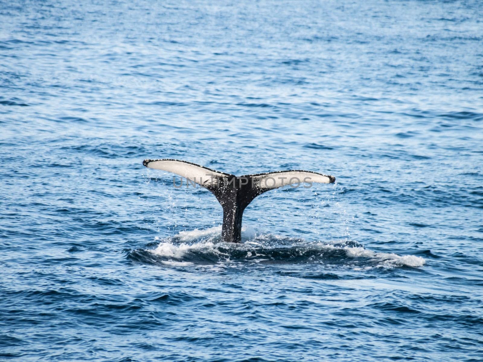 The tail of the whale sticks out of the water. Whale swims in the ocean