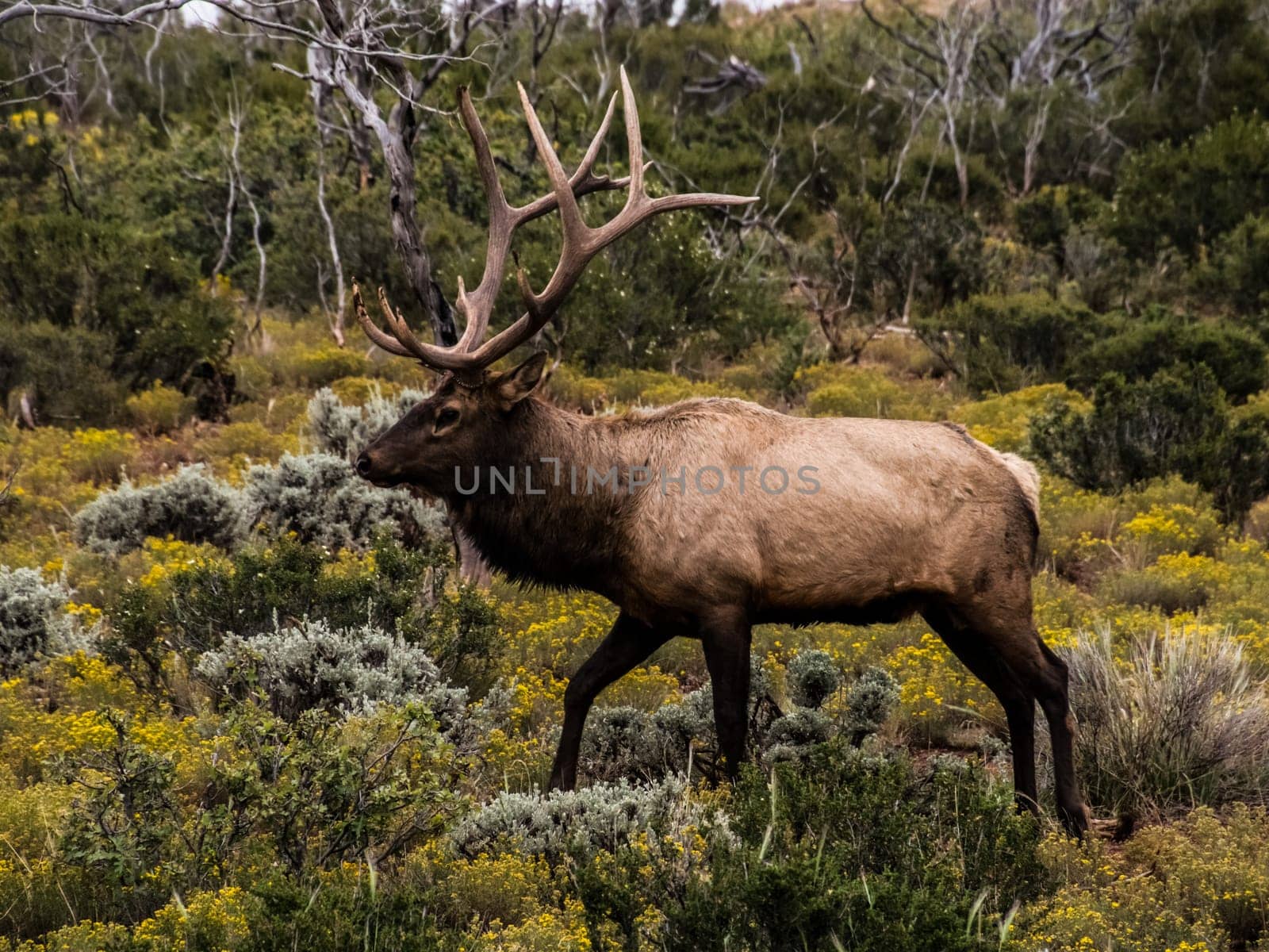 Reindeer walks through the forest tundra. North animal deer.