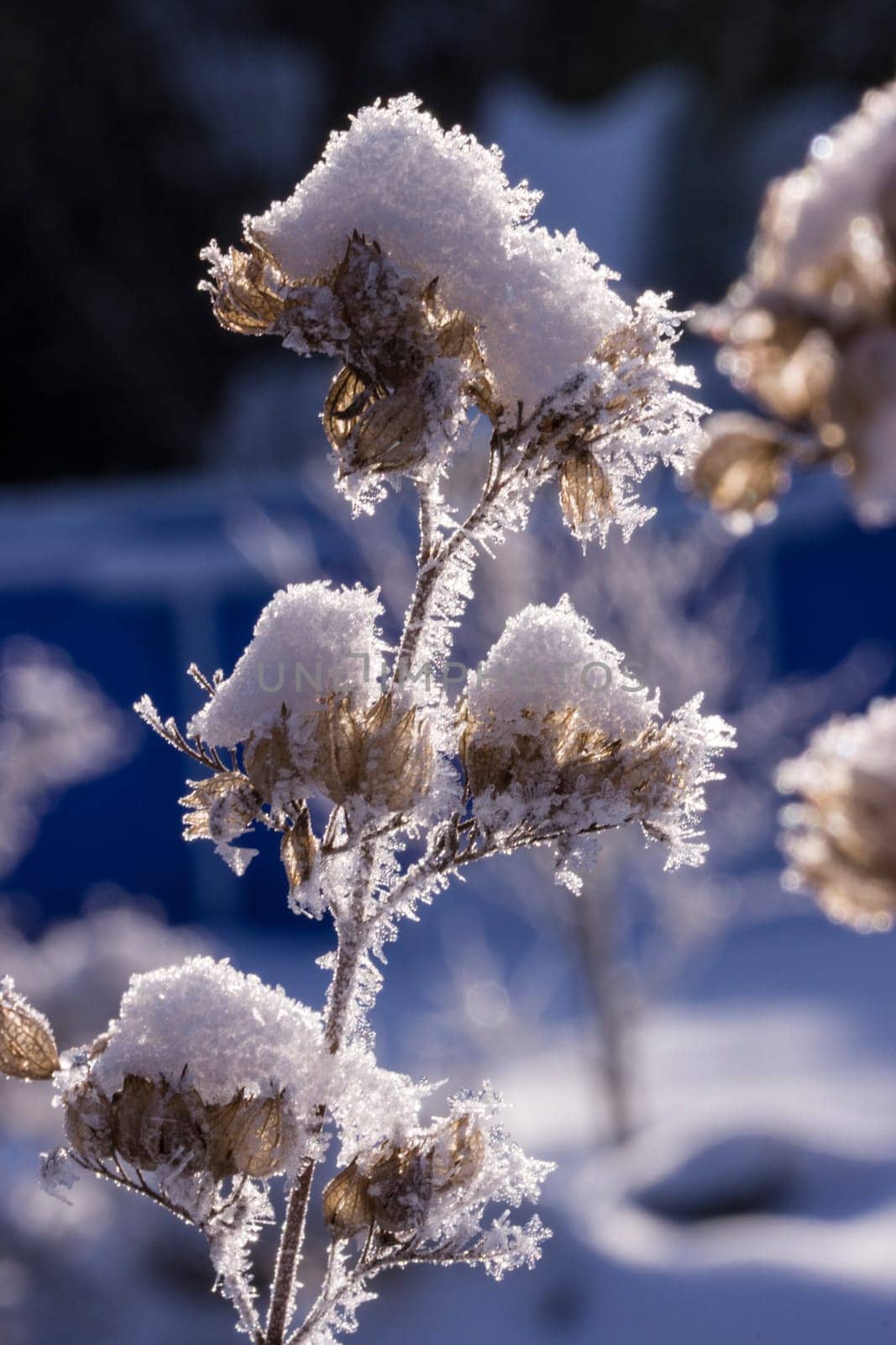 Schnee und Eiskristalle an vertrockneten Blütenständen im Garten