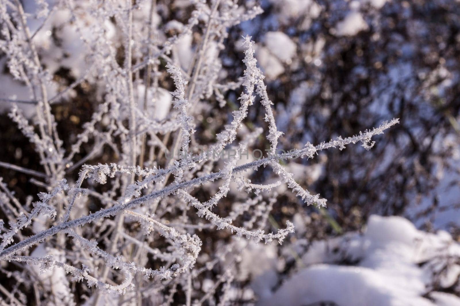 Schnee und Eiskristalle an vertrockneten Blütenständen im Garten